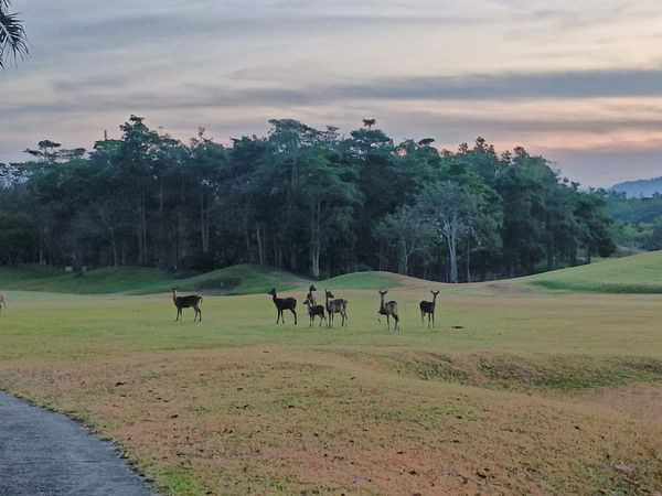 Wangjuntr Golf Park Wangjuntr Golf Park