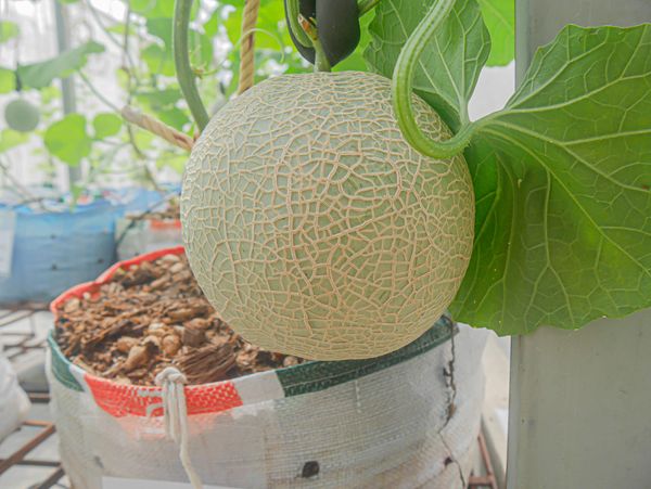 Wangjuntr Golf Park fruit and outdoors-2 Wangjuntr Golf Park fruit and outdoors-2
