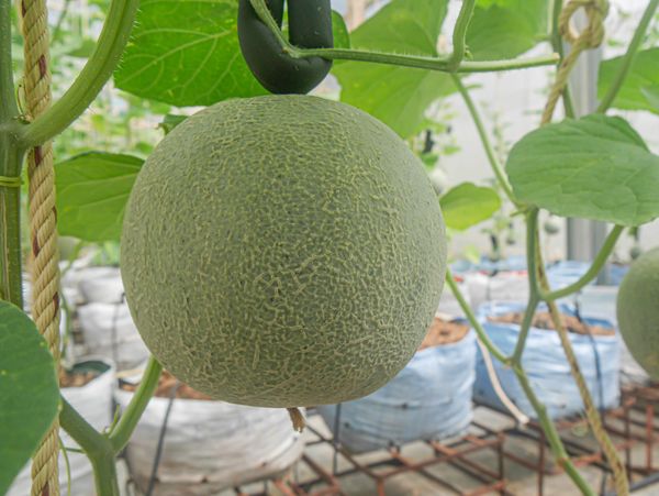 Wangjuntr Golf Park fruit and outdoors-3 Wangjuntr Golf Park fruit and outdoors-3