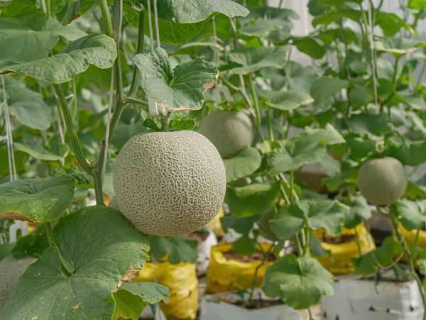 Wangjuntr Golf Park fruit and outdoors-5 Wangjuntr Golf Park fruit and outdoors-5