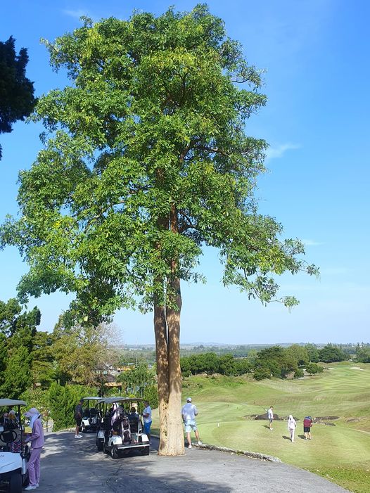Rayong Green Valley Golf 8 people nature and tree Rayong Green Valley Golf 8 people nature and tree