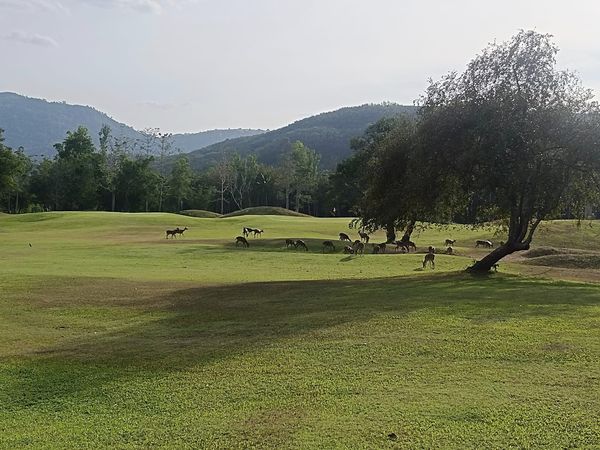 Wangjuntr Golf Park 1 person grass golf course and nature Wangjuntr Golf Park 1 person grass golf course and nature