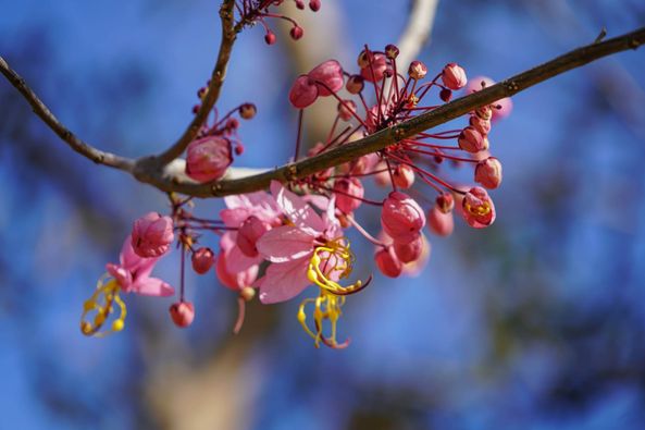 Wangjuntr Golf Park May be a closeup of flower and nature Wangjuntr Golf Park May be a closeup of flower and nature