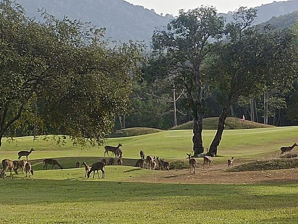 Wangjuntr Golf Park grass golf course and nature Wangjuntr Golf Park grass golf course and nature