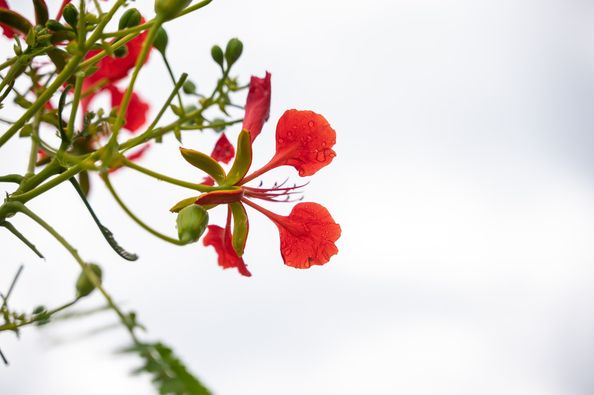 Chatrium Golf Resort Soi Dao Chanthaburi May be a closeup of flower and nature Chatrium Golf Resort Soi Dao Chanthaburi May be a closeup of flower and nature