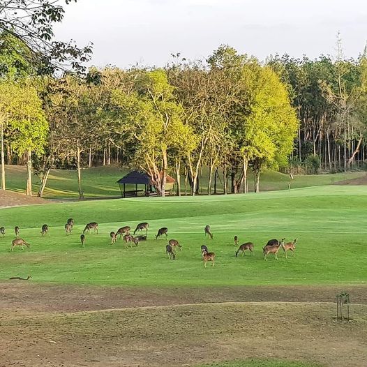 Wangjuntr Golf Park deer and nature Wangjuntr Golf Park deer and nature