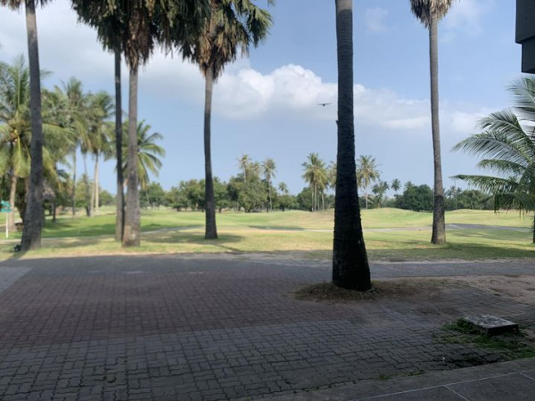 สนามกอล์ฟ Mountain Shadow palm trees sky nature and grass