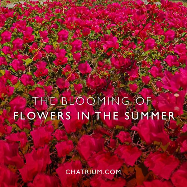 Chatrium Golf Resort Soi Dao Chanthaburi baby s breath globe amaranth and THE BLOOMING OF FLOWERS IN THE SUMMER CHATRIUM COM