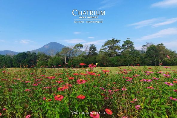 Chatrium Golf Resort Soi Dao Chanthaburi globe amaranth and CHATRIUM GOLF RESORT SOI DAO CHANTHABURI FeelTHE FE Feel REMARKABLE