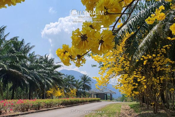 Chatrium Golf Resort Soi Dao Chanthaburi yellow jessamine and CHATRIUM REST GOLF RESORT SOI DAO CHANTHABURI CHANT THABURI Feel THE REMARKABLE