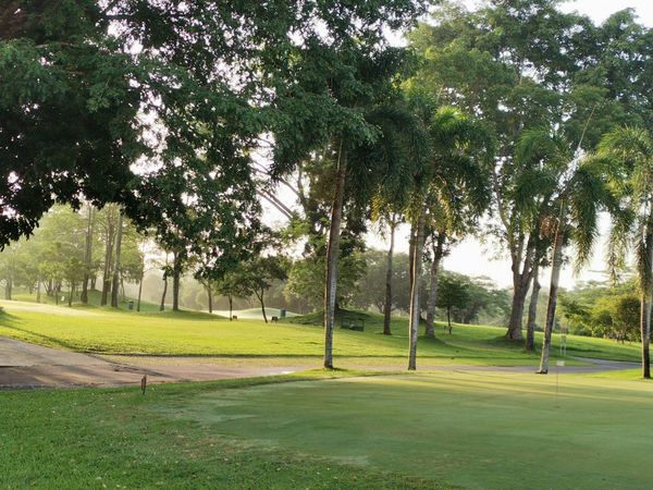 Greenwood Golf Club กอล์ฟ รถกอล์ฟ ต้นไม้ สนามกอล์ฟ พื้นหญ้า และ หมอก