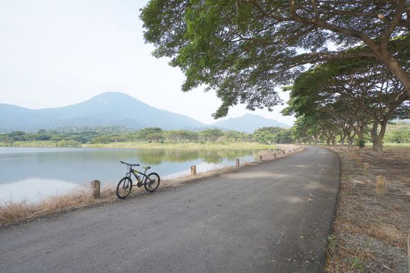 bicycle lake nature tree and road bicycle lake nature tree and road