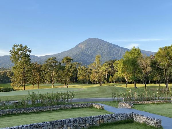 grass tree nature and golf course grass tree nature and golf course