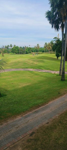 tree grass and golf course tree grass and golf course
