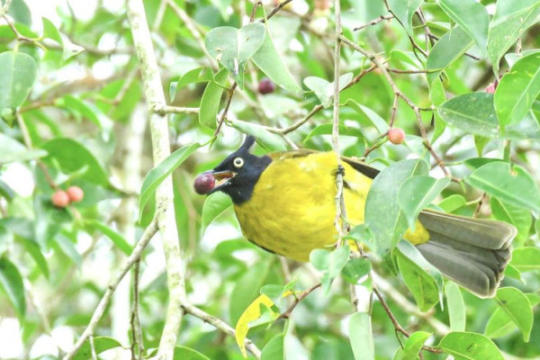 bird and nature