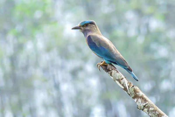 Katathong Golf Resort amp Spa bird and nature