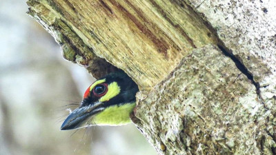 Coppersmith Barbet, in the nest in a tree trunk at 8th hole. One of 42 bird species living in Katathong Golf Course