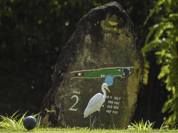 Katathong Golf Resort amp Spa wading bird and nature