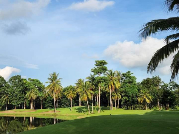 nature golf course grass and palm trees