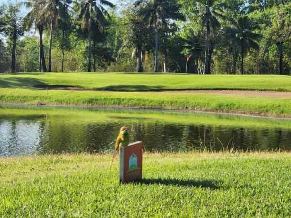 golf course grass nature and palm trees